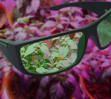 unitfarm-glasses unitfarm-glasses